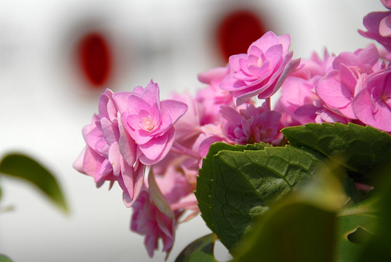 ohahori0605_33.jpg