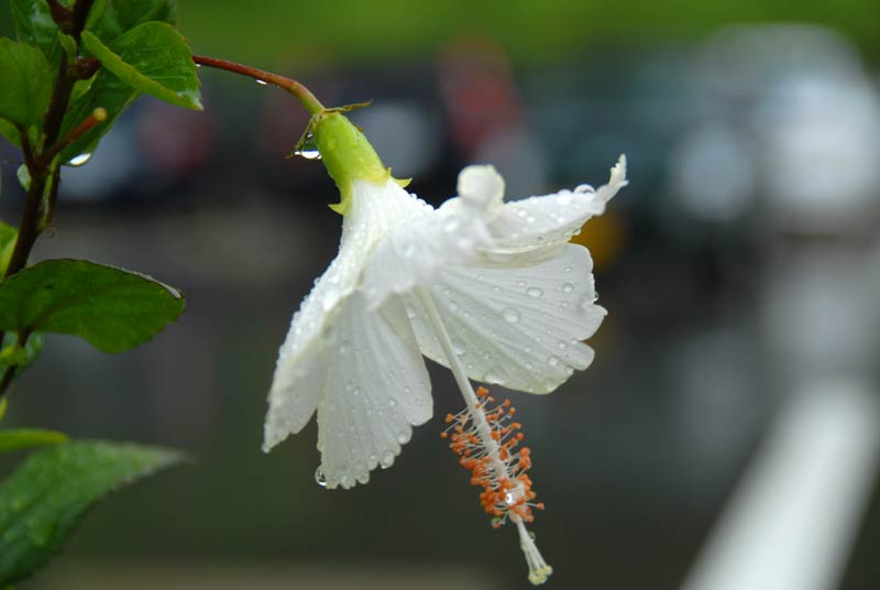 ohahori0607_22.jpg